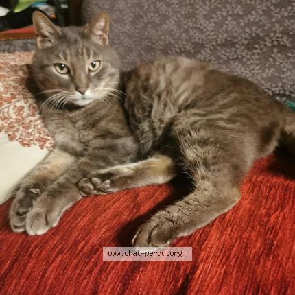 Photo 1/1 Chat trouvé Trouvé à St usuge