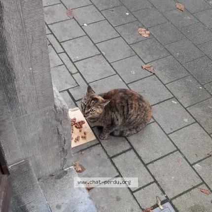 Photo 1/1 Chat retrouvé Trouvé à Bruxelles
