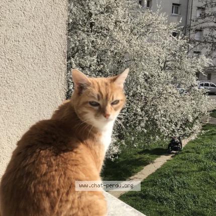 Photo de chat perdu à Toulouse