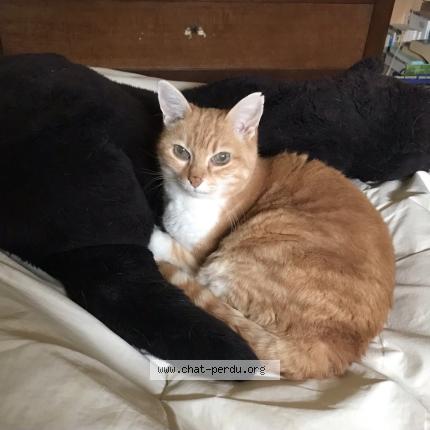 Photo 2/2 Chat retrouvé Perdu à Toulouse