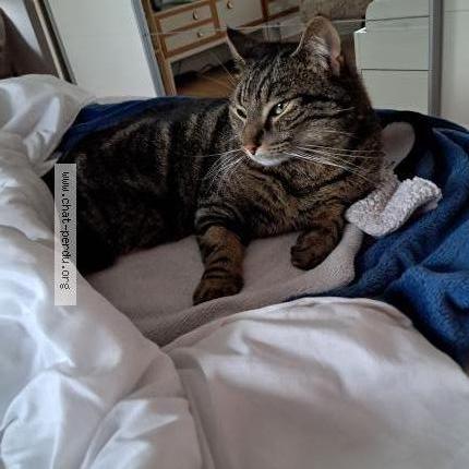Photo 1/1 Chat retrouvé Perdu à Riedisheim