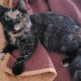 Photo de chat trouvé à Montreal