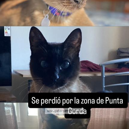 Photo 1/1 Luda Chat perdu à Punta gorda