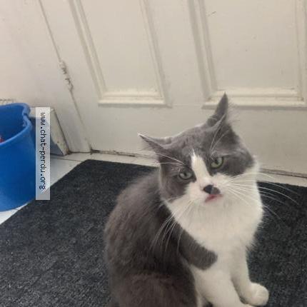 Photo 1/1 Lee chee Chat perdu à St lambert