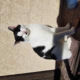 Photo de chat trouvé à Puy Saint Eusebe