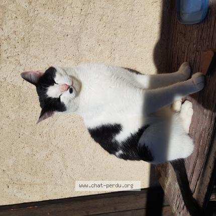 Photo 1/1 Chat trouvé Trouvé à Puy saint eusebe