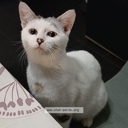 Photo 1/1 Jules Chat perdu à Crespin