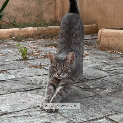 Photo de chat perdu à Agde