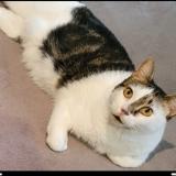 Photo de chat perdu à Marseille