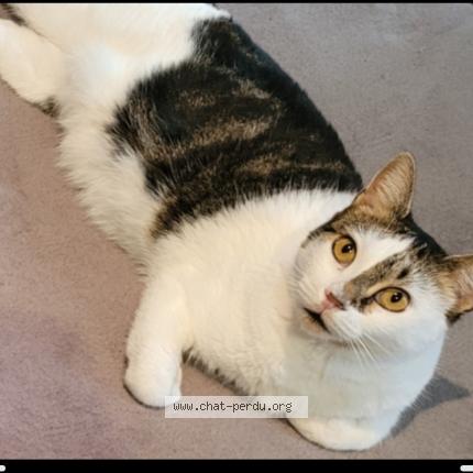 Photo 1/1 Minette Chat perdu à Marseille