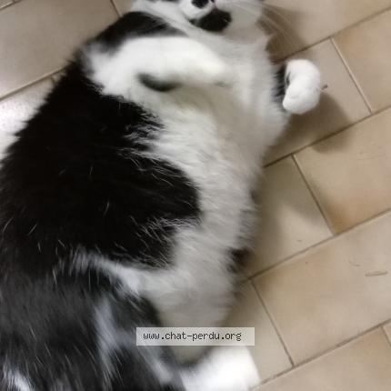 Photo 1/1 Chat retrouvé Trouvé à La roche sur yon