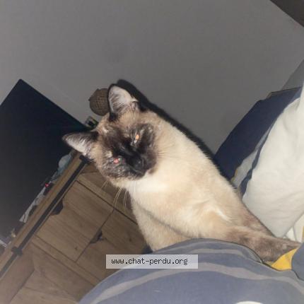 Photo 1/1 Zo&eacute; Chat perdu à Chemille en anjou