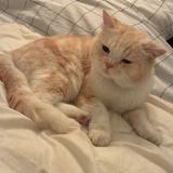 Photo de chat perdu à Merindol