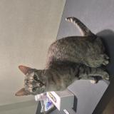 Photo de chat perdu à Villeurbanne