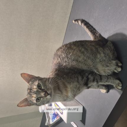 Photo 1/1 Minettes Chat perdu à Villeurbanne