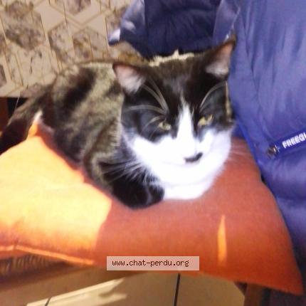 Photo 1/1 Boule Chat perdu à Le pian sur garonne