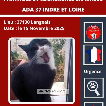 Photo de chat perdu à Langeais