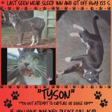 Photo de chat perdu à Mcdonough