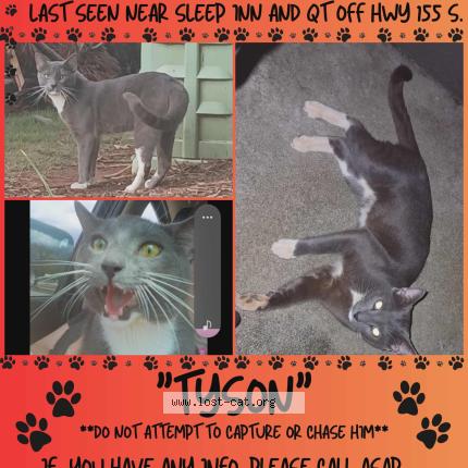 Photo 1/1 Tyson Chat perdu à Mcdonough