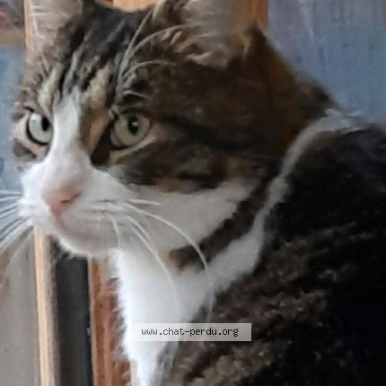 Photo 1/1 Kronk Chat perdu à La montagne