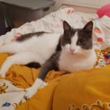 Photo de chat trouvé à Lanquetot