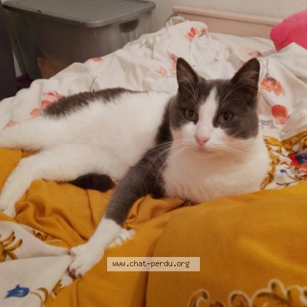 Photo 1/1 Chat trouvé Trouvé à Lanquetot