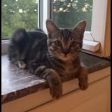 Photo de chat perdu à Wavre