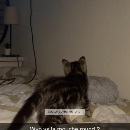 Photo 2/3 Wyp Chat perdu à Wavre