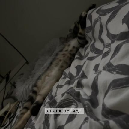 Photo 3/3 Wyp Chat perdu à Wavre