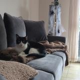 Photo de chat perdu à Wasquehal