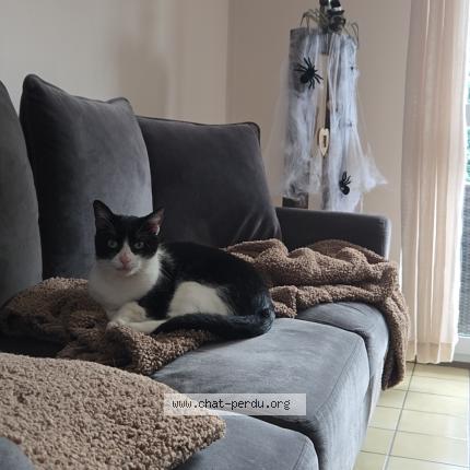 Photo 1/1 Balou Chat perdu à Wasquehal