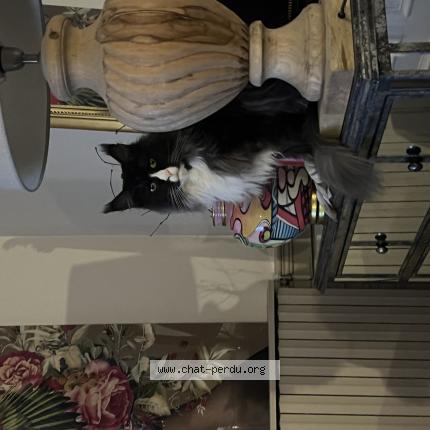 Photo 1/1 Panda Chat perdu à Moyenneville