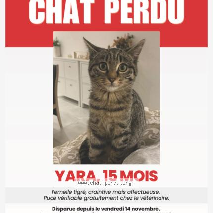 Photo 1/1 Yara Chat perdu à Tourcoing