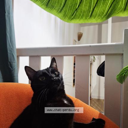 Photo 1/1 Chat retrouvé Perdu à Niort