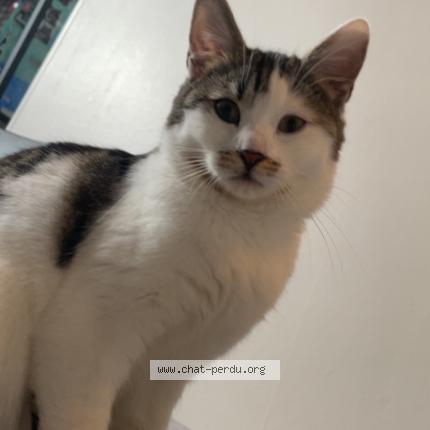 Photo 1/1 Sia Chat perdu à Roubaix