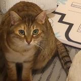 Photo de chat perdu à St Christophe Et Le Laris