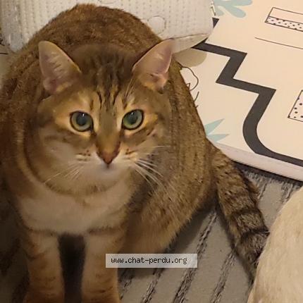 Photo 1/1 Chat retrouvé Perdu à St christophe et le laris