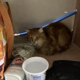 Photo de chat trouvé à Sucy En Brie