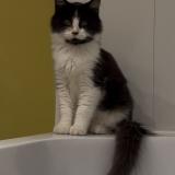 Photo de chat perdu à Saint Jean Sur Reyssouze