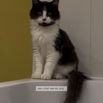 Photo 1/1 NYX Chat perdu à Saint jean sur reyssouze