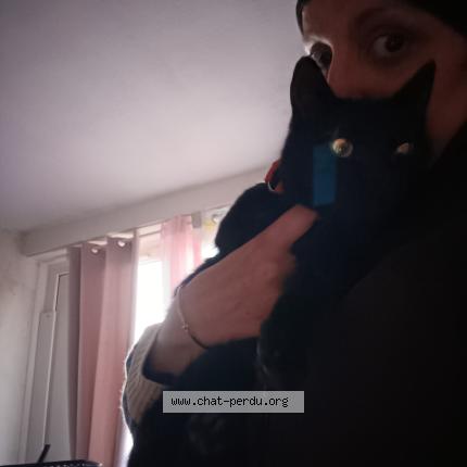 Photo 1/1 Balou Chat perdu à Saint aubin les elbeuf