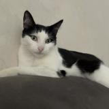 Photo de chat perdu à Vicq