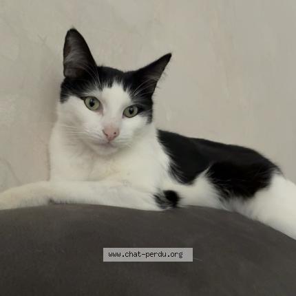 Photo 1/1 Guizmo Chat perdu à Vicq