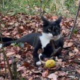 Photo de chat perdu à Gennes Val De Loire