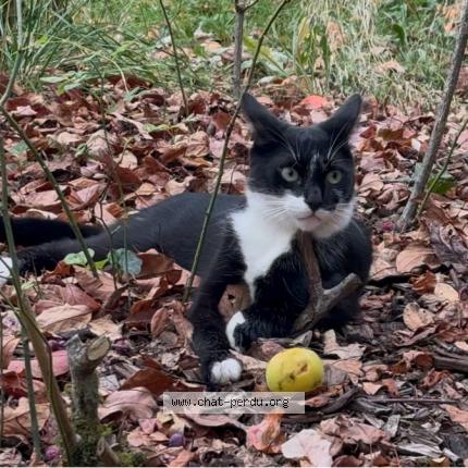 Photo 1/1 Chat retrouvé Perdu à Gennes val de loire