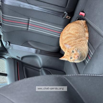 Photo 1/1 Miami Chat perdu à Laroin