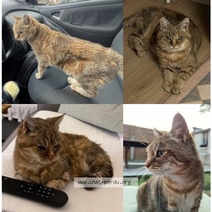 Photo de chat perdu à Lambersart