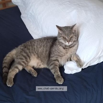 Photo 1/1 Chat retrouvé Perdu à Wolfisheim