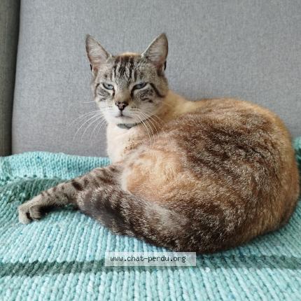 Photo 1/1 Chat retrouvé Perdu à Lannion