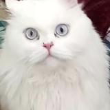 Photo de chat perdu à E 11 4